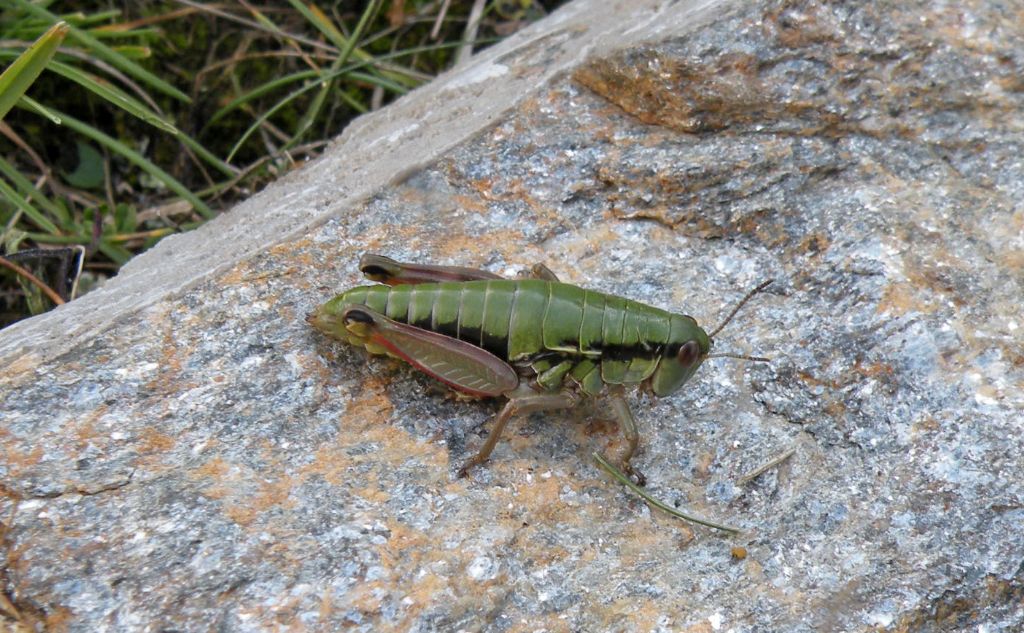 Epipodisma pedemontana